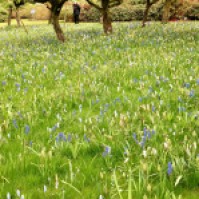 Tapis de muscaris bleus et jaunes et petites tulipes.